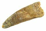 Real Fossil Spinosaurus Tooth - Huge Dinosaur Tooth #346752-1